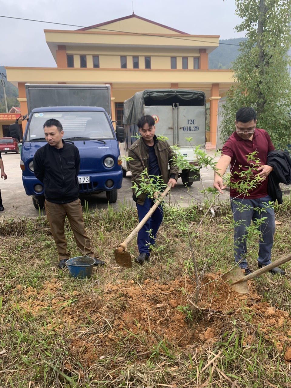 trồng cây đào tại khuôn viên trụ sở 